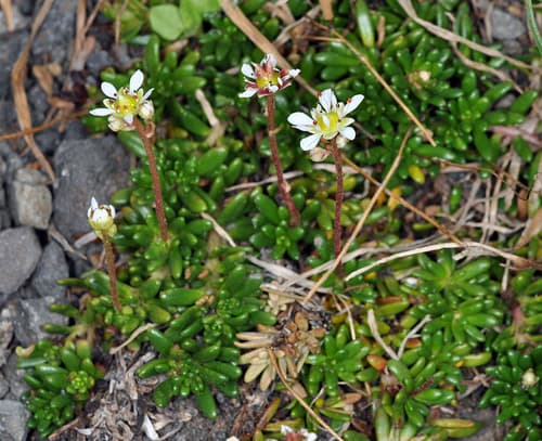 Tolmie's Saxifrage Miniature Forest