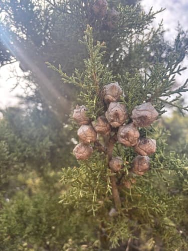 Sargent's Cypress Bonsai