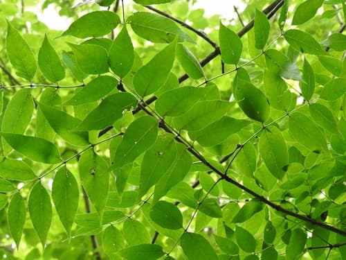 Blue Ash Bonsai (Foliage View)