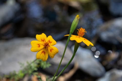 Red-crescent marigold