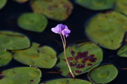 Purple Bladderwort