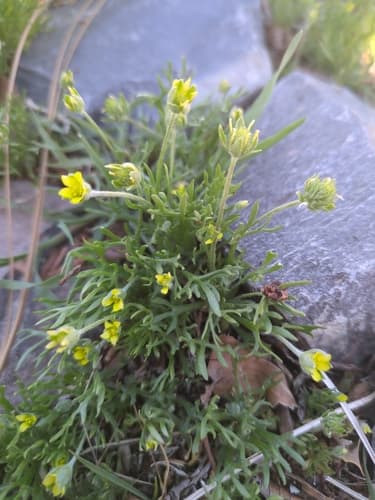 Curveseed Butterwort Bonsai
