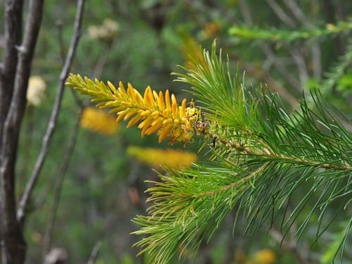 Pine-leaf Geebung