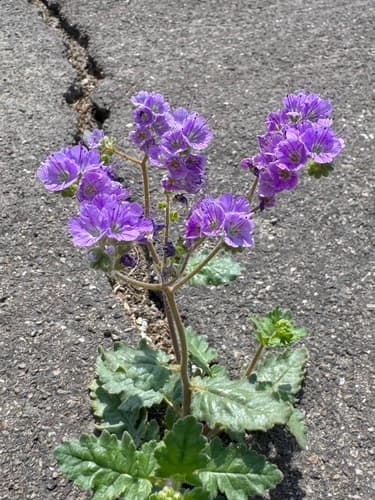Notch-leaf Scorpionweed