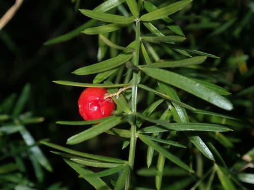 African Asparagus Bonsai