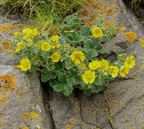 Northern Cinquefoil