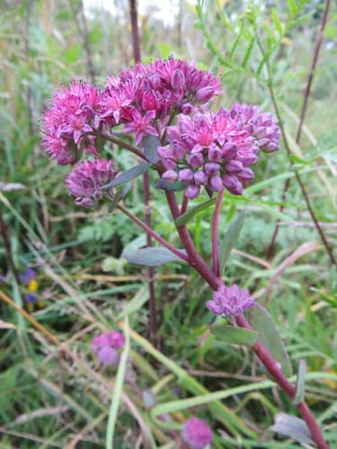 Orpine Plant