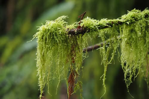 Cat's Tail Moss