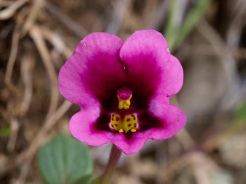 Kellogg's Monkeyflower (Hypothetical Bonsai)