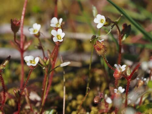 Rue-leaved Saxifrage