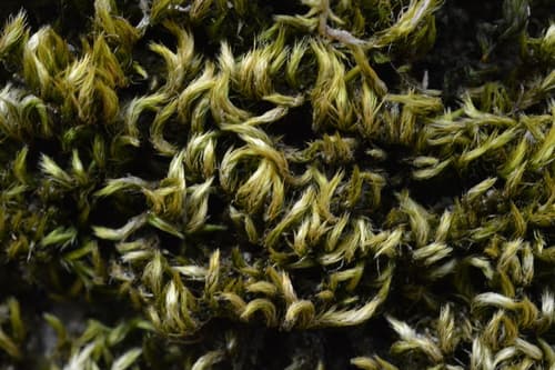 Silky Wall Feather-moss