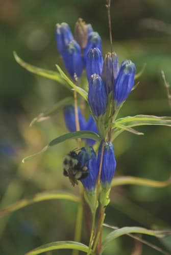 Narrowleaf Gentian