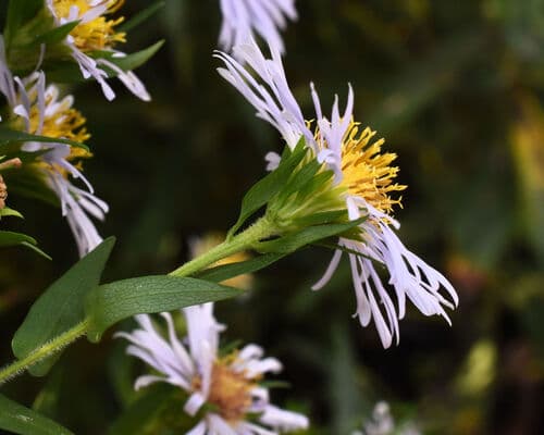 Shining Aster