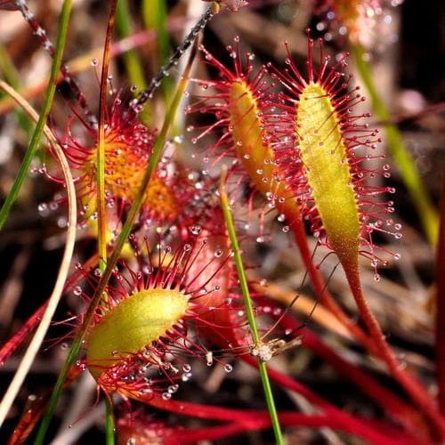Great Sundew