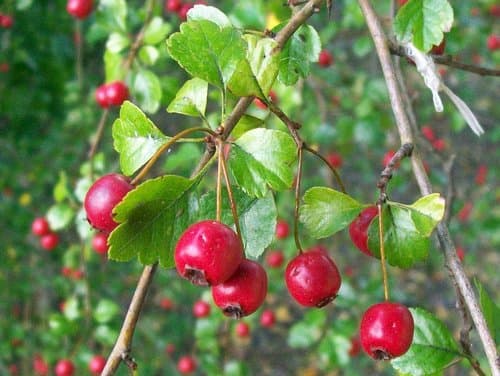Midland Hawthorn Bonsai