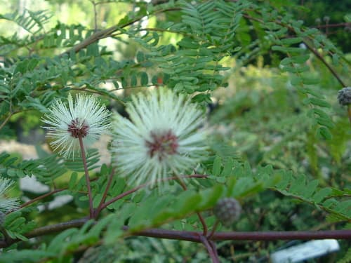 Wild Tamarind Bonsai