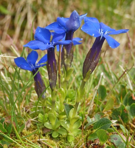Bavarian gentian