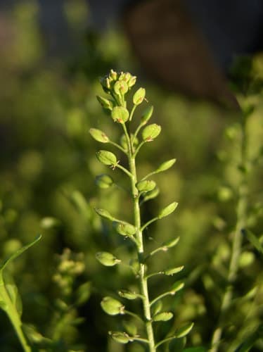 Narrow-leaved Pepperwort