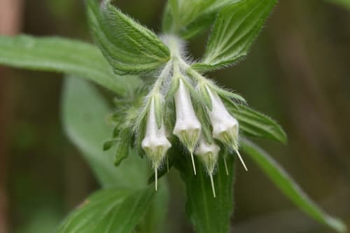 Soft-hair Marbleseed