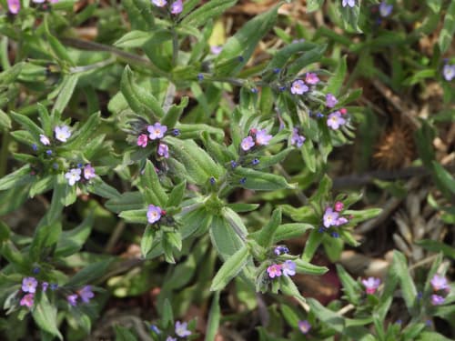 Corn Gromwell (Not a Bonsai Specimen)