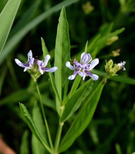 American Water-willow