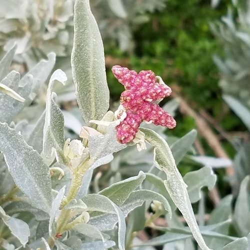 Grey Saltbush