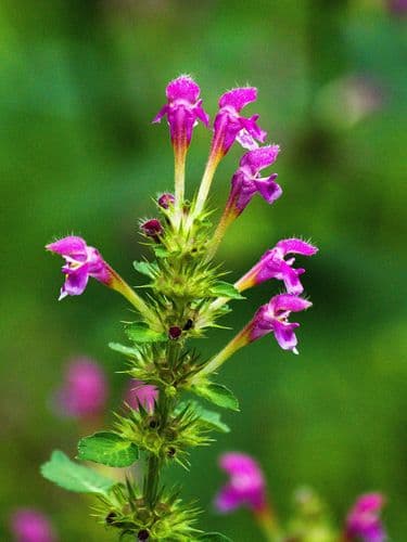 Hairy Hemp-nettle