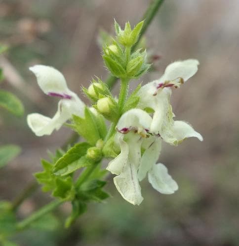 Perennial Yellow-woundwort Bonsai