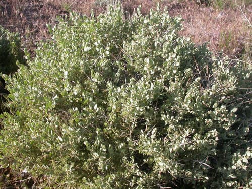 Shadscale Saltbush