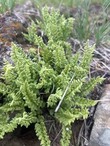 Oregon Woodsia Fern