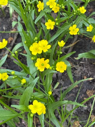 Plantainleaf Buttercup