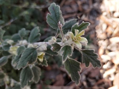 Woolly Xanthosia Bonsai