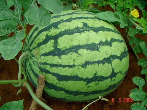Watermelon