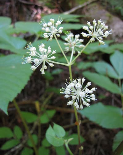 California Spikenard