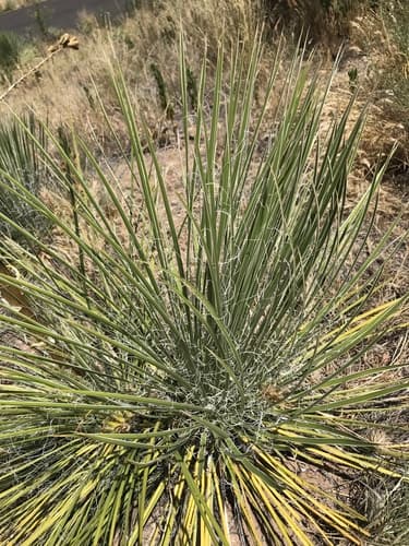 Narrowleaf Yucca