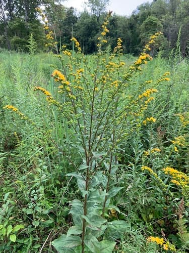 Swamp Goldenrod
