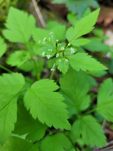 mountain sweet cicely