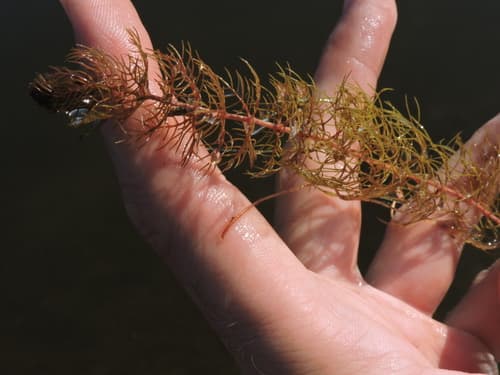 Siberian water-milfoil