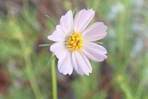 Southwestern Cosmos Flower