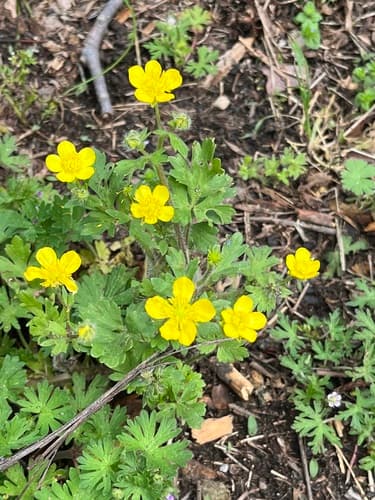 Hairy Buttercup