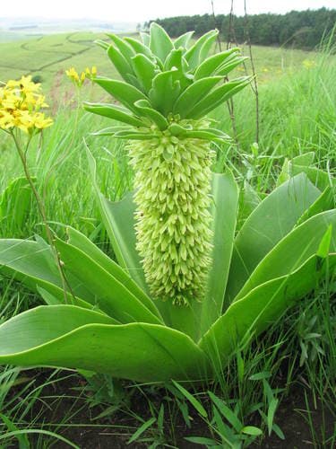 Autumn Pineapple Lily