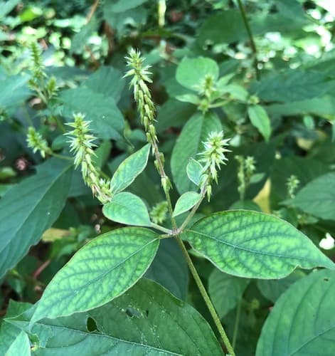 Japanese Chaff Flower