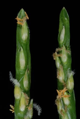 Saint Augustine Grass Inflorescence