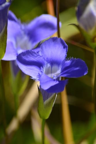 Lesser Fringed Gentian