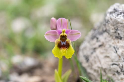 Sawfly Orchid