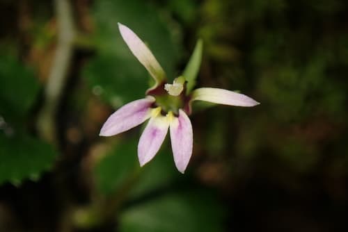 Common Pratia Bonsai