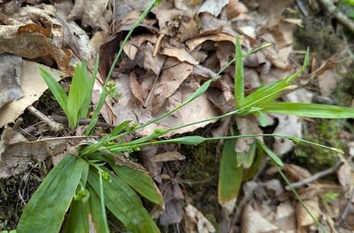 Broad-leaved Sedge