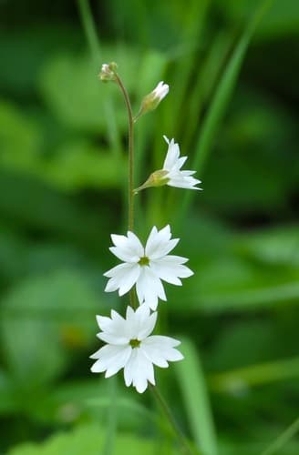 San Francisco woodland-star
