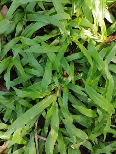 Broadleaf Carpetgrass