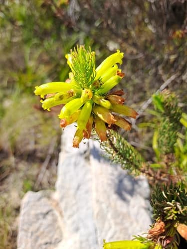 Roughpetal Heath complex
